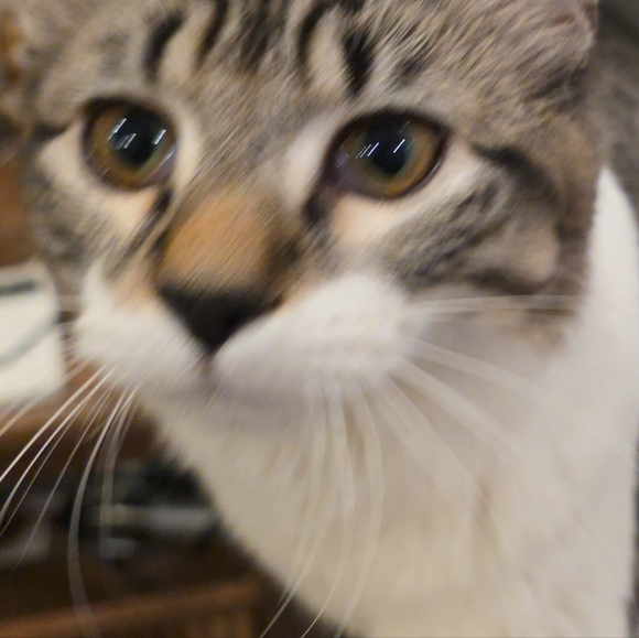 Cici's Going Live! There Will Be Coach!Free Beanie BABY WITH PURCHASE!! - Picture 8 of 16